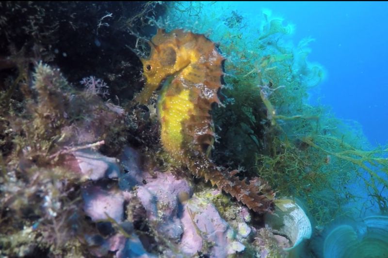 Los picos - Girona Tossa de Mar Spain