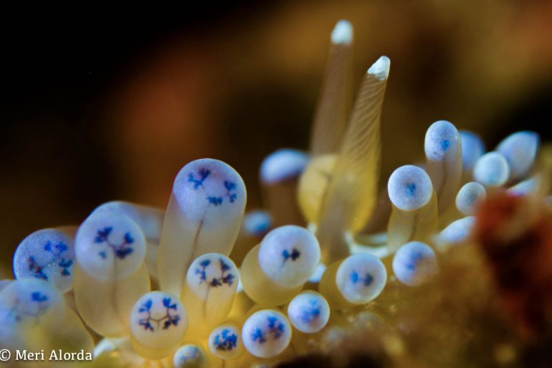 ROCA ASUNCIÓN - Girona Tossa de Mar Spain