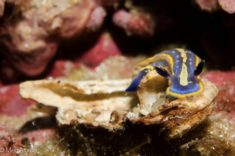 MAR MENUDA - Girona Tossa de Mar Spain