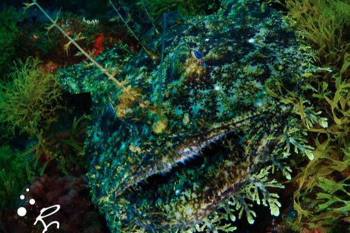 BULLENTS - Girona Tossa de Mar Spain