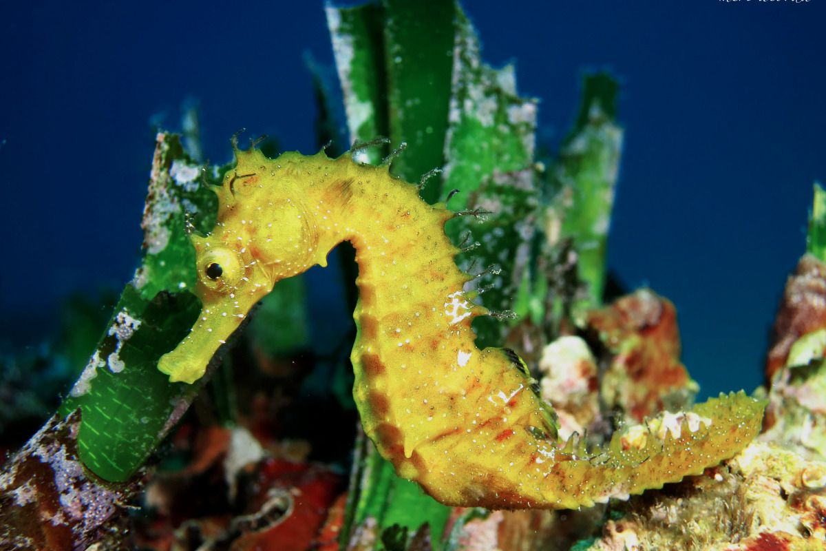 EL ANCLA - Girona Tossa de Mar Spain