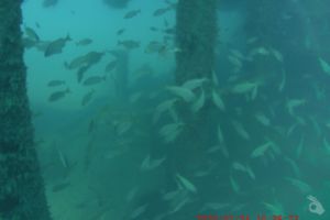 BAUTIZO DE MAR EN VALENCIA EN UN BARCO HUNDIDO 