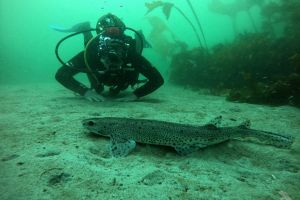 BUCEO FINISTERRE Foto 5