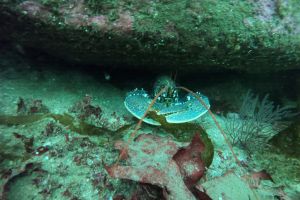BUCEO FINISTERRE Foto 6