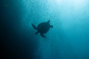 SARDINE RUN -  Panagsama Philippines foto 1