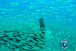 Museo lleno de vida con Lanzarote Non Stop Divers | MUSEO ATLANTICO - PLAYA BLANCA -  LANZAROTE - Las Palmas Playa Blanca Spain foto 2