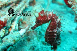 NoraySub Club de Buceo Foto 5