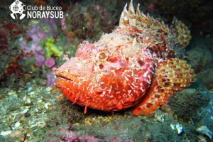 NoraySub Club de Buceo Foto 10