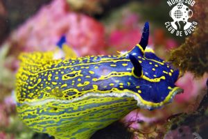 NoraySub Club de Buceo Foto 8