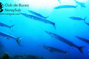 NoraySub Club de Buceo Foto 6