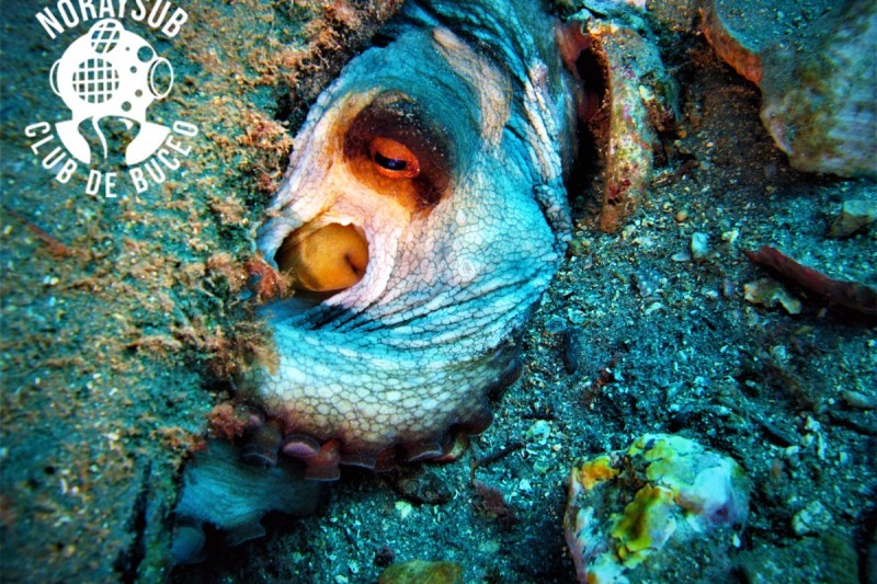 LA LAJA - Granada Lújar España