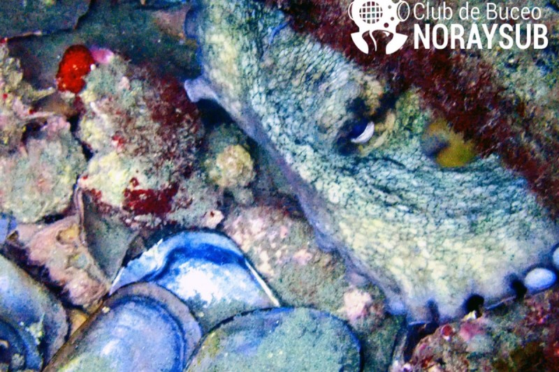 LA PIEDRA DEL ZACATÍN - Granada Calahonda España