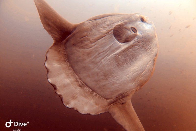 LA PIEDRA DE LOS LUNA - LA HERRADURA - Granada La herradura España