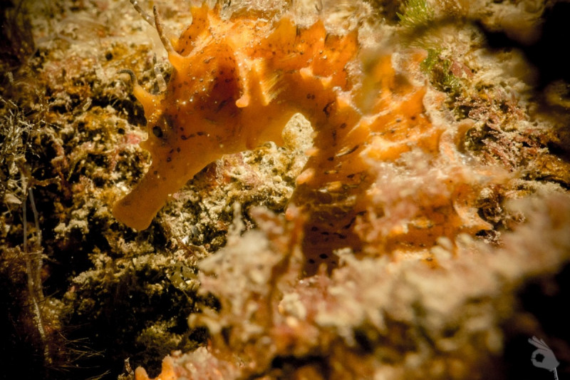 LA PUNTA DE VAPOR - Granada Almuñécar España