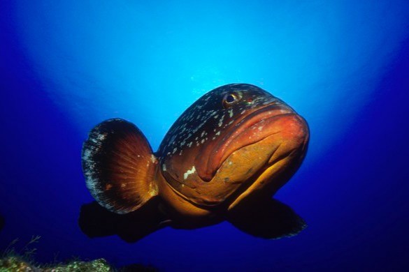 LA HERRADURA - LA RESTINGA - EL HIERRO - Santa Cruz de Tenerife La Restinga España