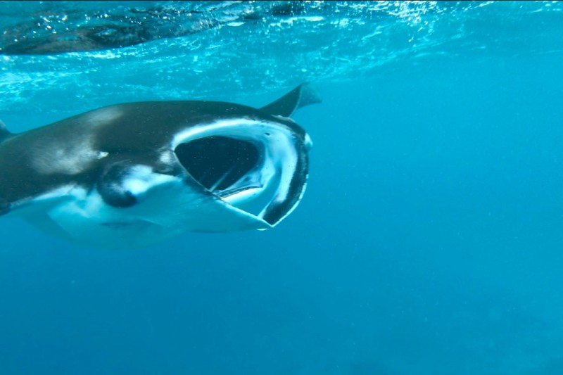 MANTA POINT,MAHIBADHOO, MALDIVAS -  Mahibadhoo, Maldivas Maldives