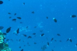 SHARK POINT, MAHIBADHOO, MALDIVAS -  Mahibadhoo, Maldivas Maldives foto 2