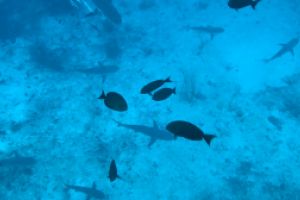 SHARK POINT, MAHIBADHOO, MALDIVAS -  Mahibadhoo, Maldivas Maldives foto 3