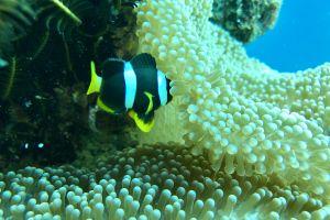 SHARK POINT, MAHIBADHOO, MALDIVAS -  Mahibadhoo, Maldivas Maldives foto 4