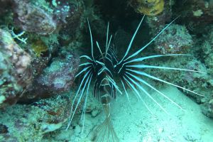 SHARK POINT, MAHIBADHOO, MALDIVAS -  Mahibadhoo, Maldivas Maldives foto 5