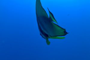 SHARK POINT, MAHIBADHOO, MALDIVAS -  Mahibadhoo, Maldivas Maldives foto 7