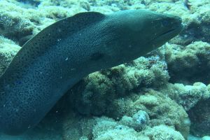 SHARK POINT, MAHIBADHOO, MALDIVAS -  Mahibadhoo, Maldivas Maldives foto 8