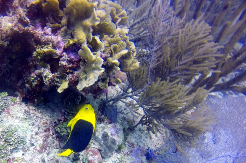 PARADISE REEF, COZUMEL - Quintana Roo Playa del Carmen Mexico
