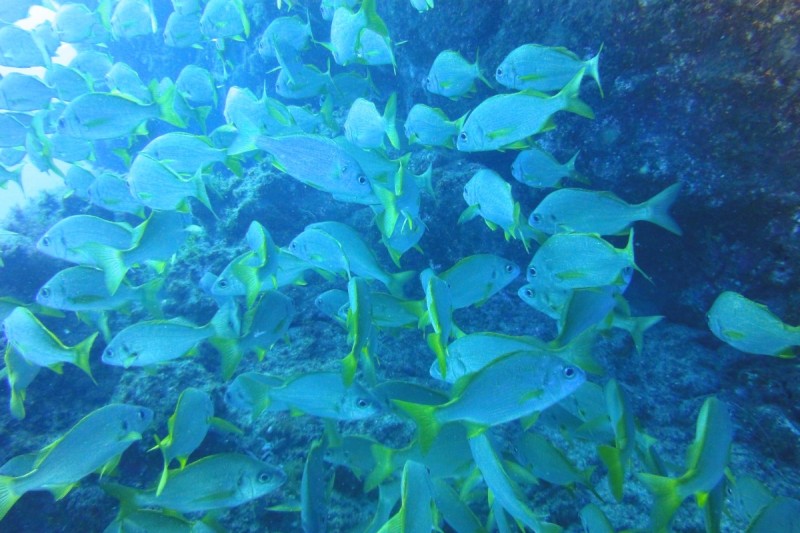 PLAYA DEL CABRON AL ARCO  - GRAN CANARIA - Las Palmas La Garita España