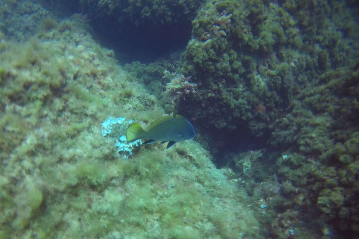 RESERVA MARINA DE CABO TIÑOSO. MINA DE CRISTAL - Murcia La azohia España