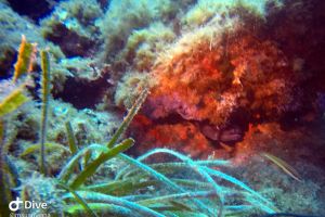 PUNTA LAS ANIMAS - Murcia La Azohía España foto 2