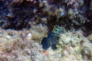 PUNTA LAS ANIMAS - Murcia La Azohía España foto 3