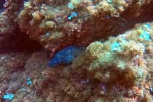 PUNTA LAS ANIMAS - Murcia La Azohía España foto 5