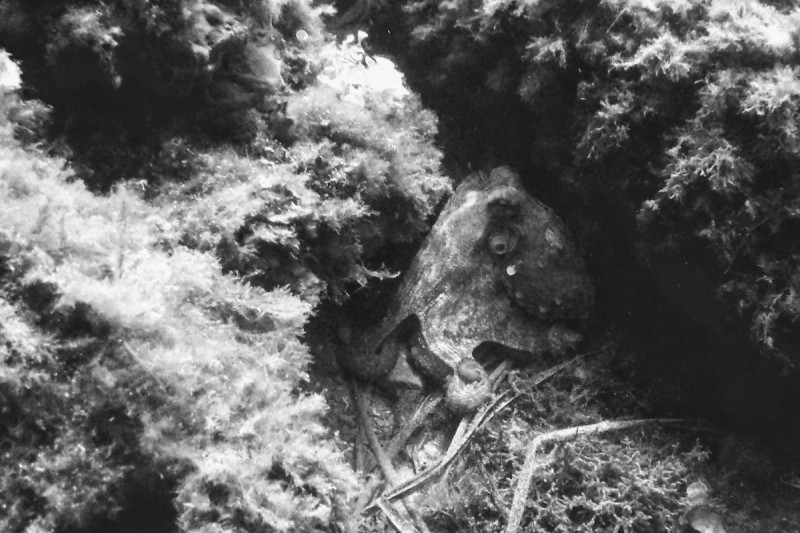 PUNTA LAS ANIMAS - Murcia La Azohía España