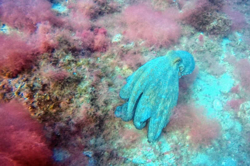 LOS ARCOS - SIERRA HELADA - ALICANTE - Alicante Campello España
