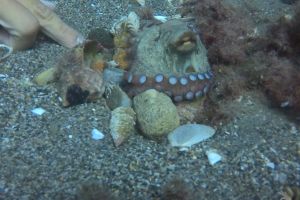 LOS CAÑONES- CARBONERAS- ALMERIA - Almería Carboneras Spain foto 1