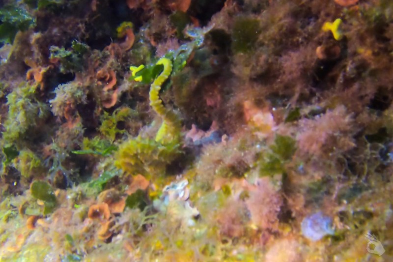 EL FRAILE- AGUILAS- ESPAÑA - Murcia Águilas España