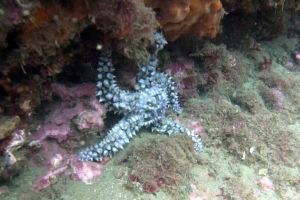 MARINA DEL ESTE IZQUIERDA O PUNTA DEL VAPOR - Granada Almuñécar España foto 1