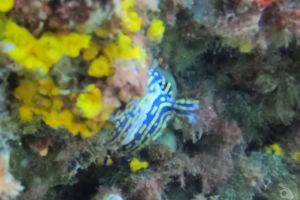 MARINA DEL ESTE IZQUIERDA O PUNTA DEL VAPOR - Granada Almuñécar España foto 3