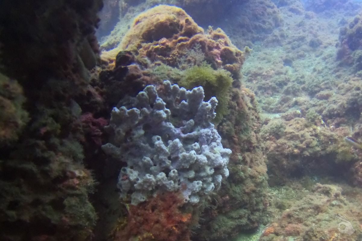 MARINA DEL ESTE IZQUIERDA O PUNTA DEL VAPOR - Granada Almuñécar España