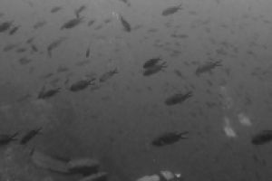 LOS BURROS - Almería San jose Spain foto 2