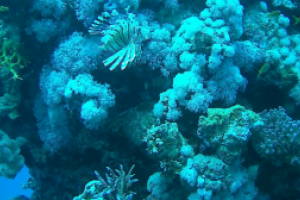 EGIPTO, MAR ROJO, RAS KATY -  Sharm el sheij Egipto foto 1
