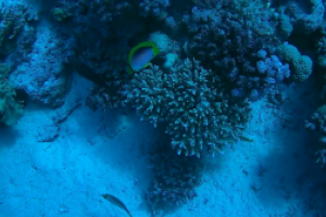 THE QUAY (SHARM EL SHEIJ) -  Sharm el sheij Egipto foto 2