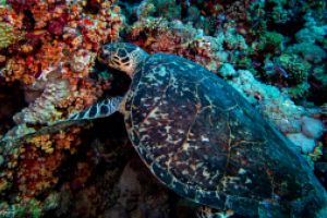 EGIPTO, MAR ROJO, JACKSON REEF -  Sharm el sheij Egipto foto 1