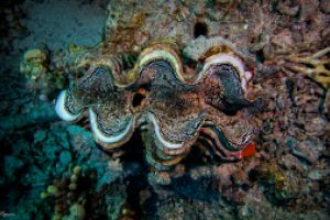 EGIPTO, MAR ROJO, THOMAS REEF -  Sharm el sheij Egipto foto 2