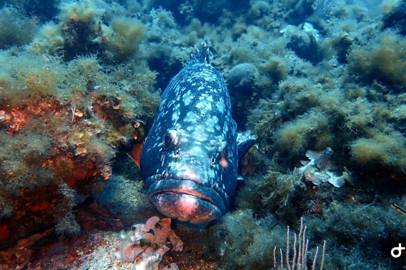 EL GAT - Girona CAP creus España