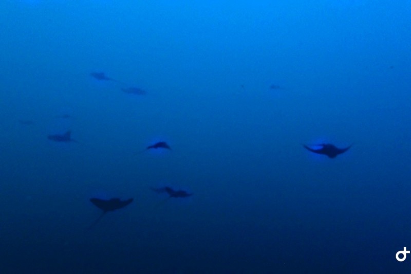 CARALL BERNAT - Girona Estartit España