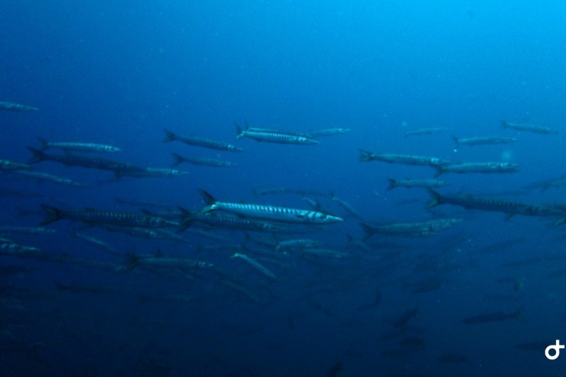 TASCO PETIT - Girona Estartit España