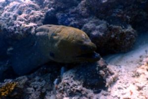 JARDÍN DE LAS GORGONIAS - CUBA -  María la gorda Cuba