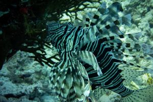 DUNRAVEN (SHARM EL SHEIJ) -  Sharm el sheij Egipto foto 1