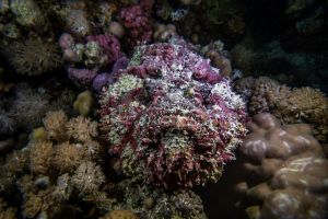 BEACON ROCK -  Sharm el sheij Egypt foto 2